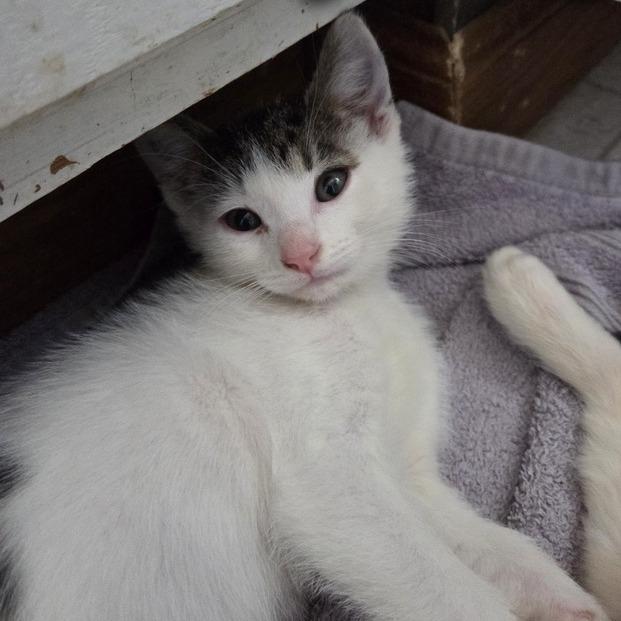 Slightly, Adoptable, Kitten Male Domestic Medium Hair.