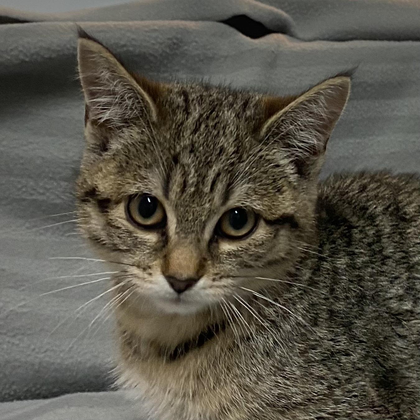 Ali, a Adoptable Tabby in Stanstead, QC image 3/3