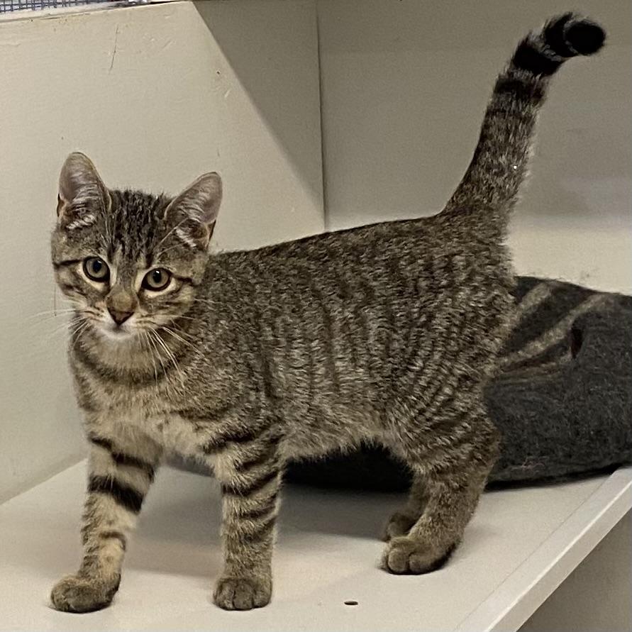 Ali, Adoptable, Kitten Female Tabby.