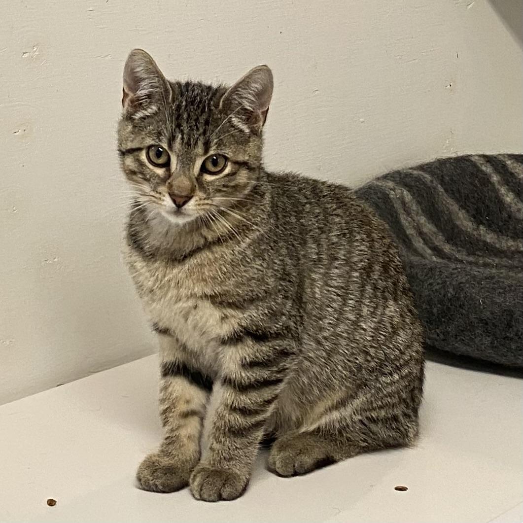 Ali, a Adoptable Tabby in Stanstead, QC image 2/3