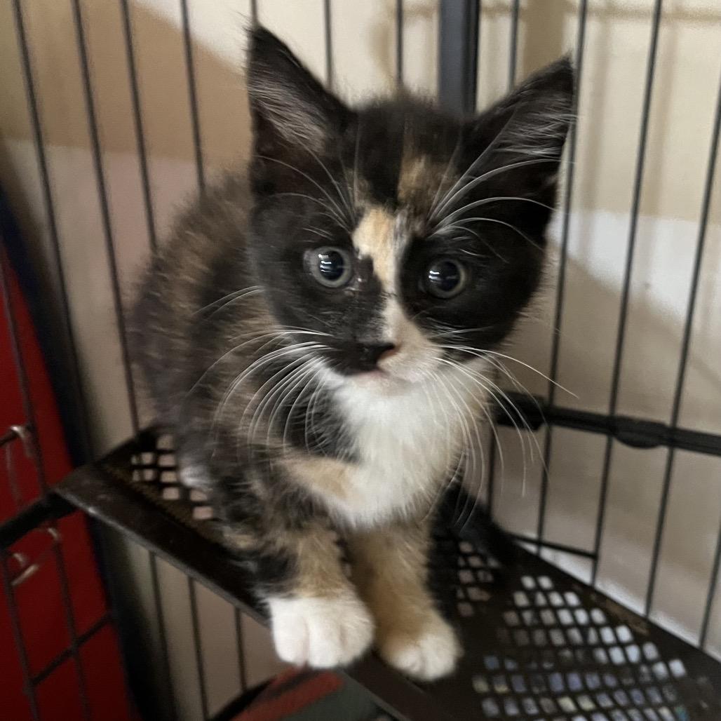 Veda, Adoptable, Kitten Female Dilute Calico.