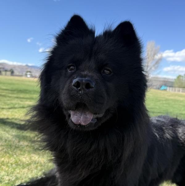 Meli, Adoptable, Adult Female Chow Chow.