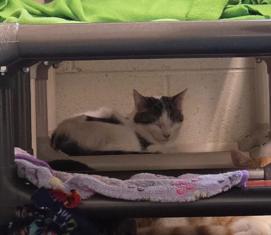 Georgia, Adoptable, Young Female Domestic Medium Hair.