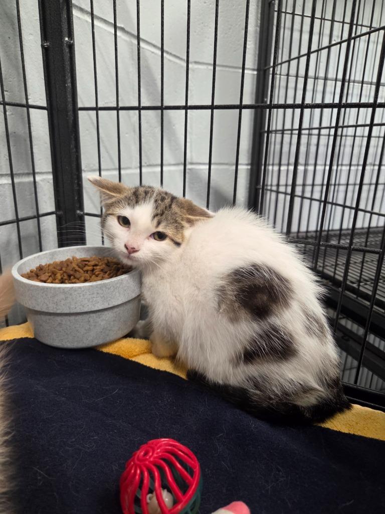 Georgia, a Adoptable mixed breed in Muskegon, MI image 2/4