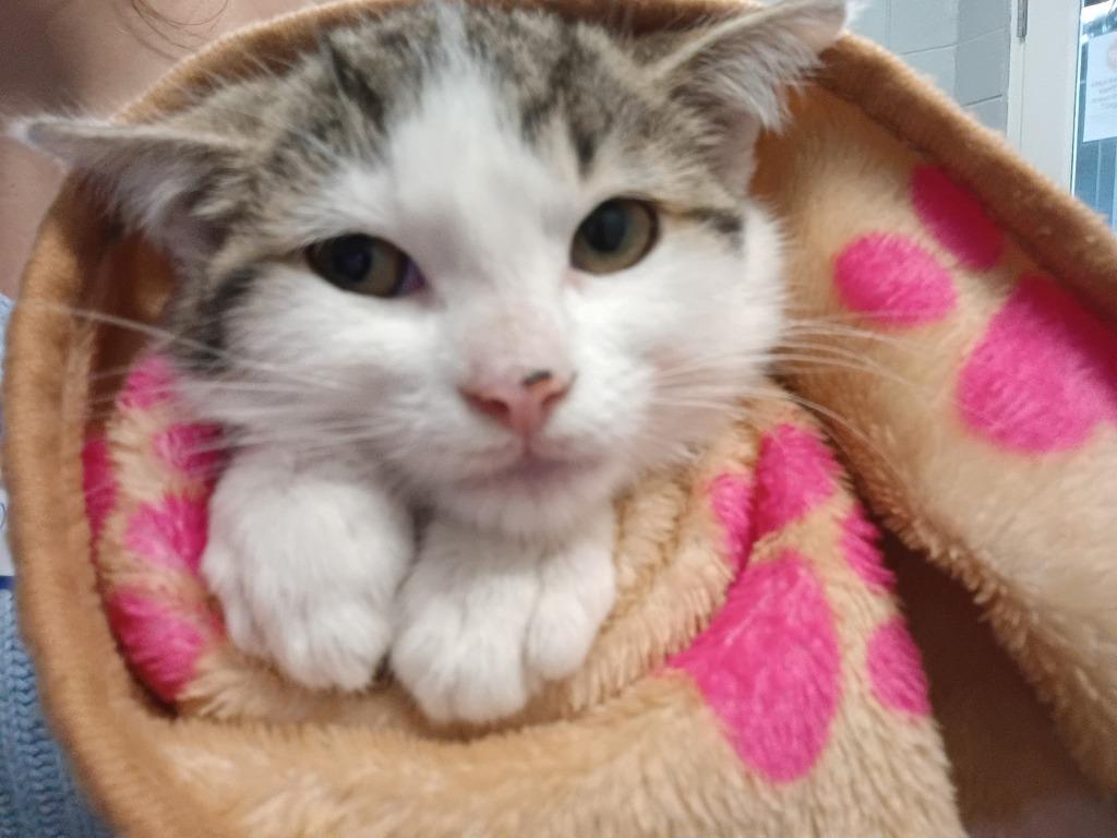 Georgia, a Adoptable mixed breed in Muskegon, MI image 3/4