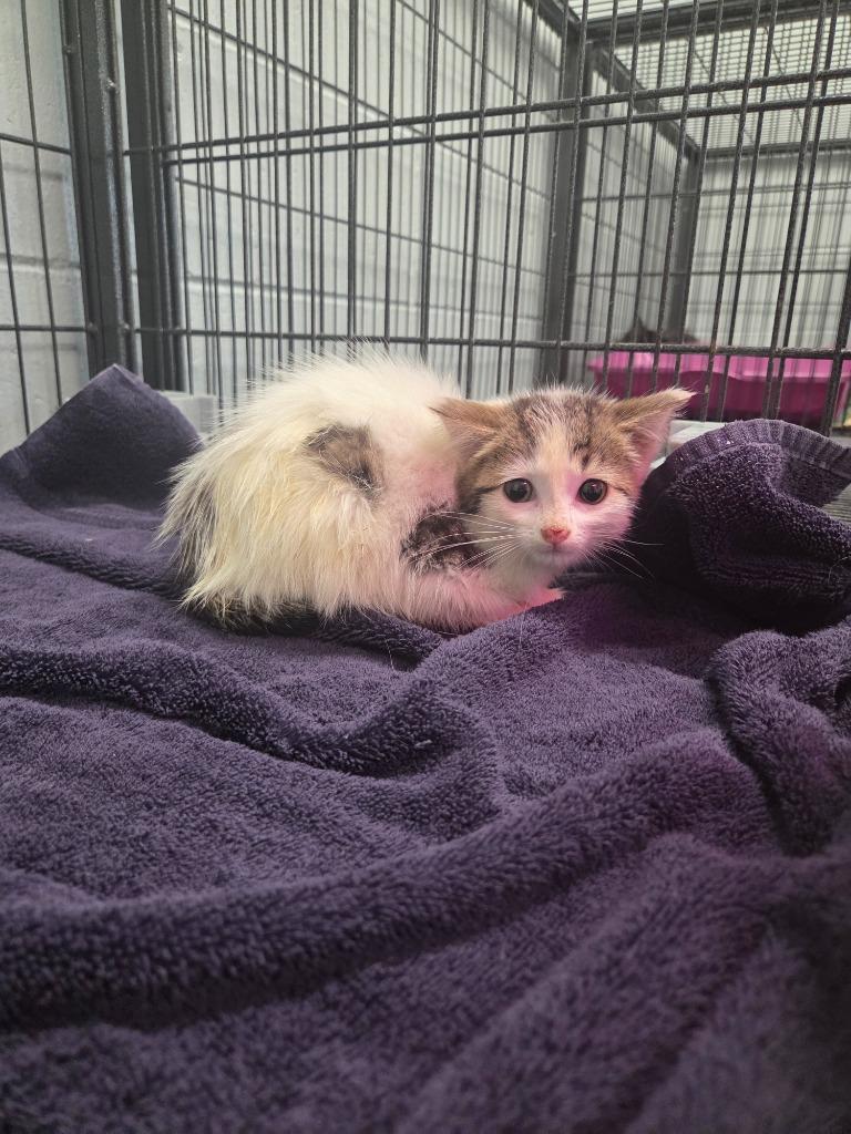 Georgia, a Adoptable mixed breed in Muskegon, MI image 4/4