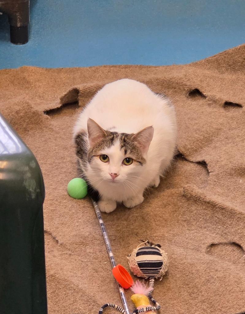 Enlarge Georgia, a Adoptable mixed breed in Muskegon, MI image 5/5