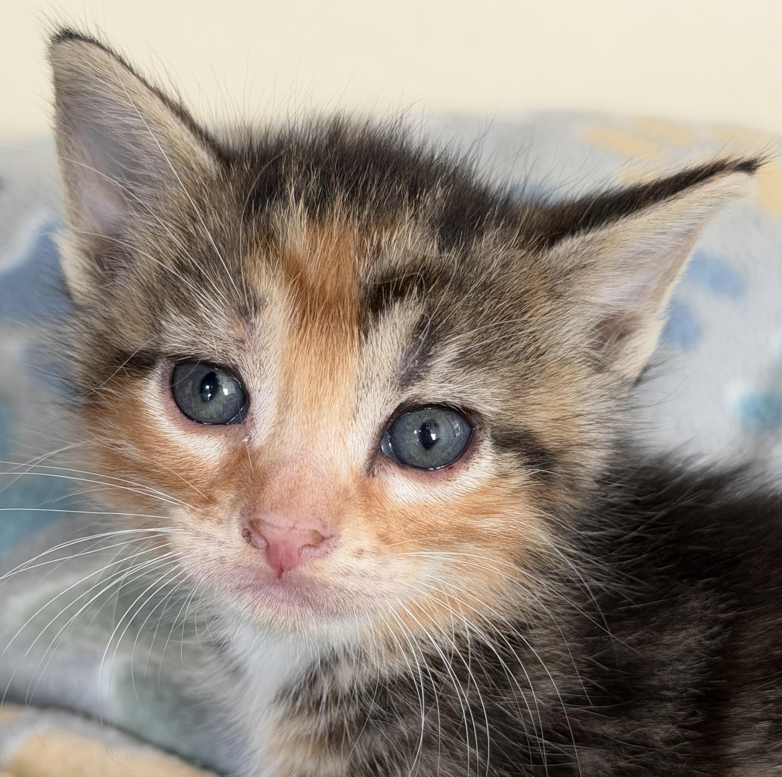 Tiggy, Adoptable, Kitten Female Domestic Short Hair.