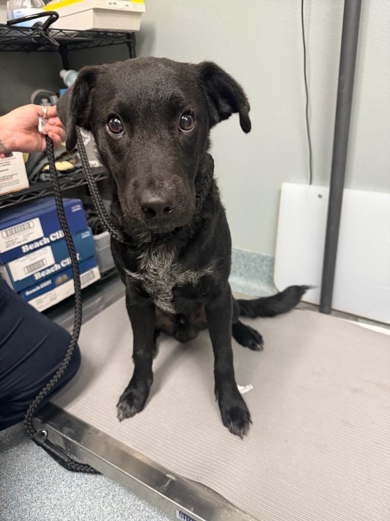 Tatum, Adoptable, Young Male Labrador Retriever & Mixed Breed.