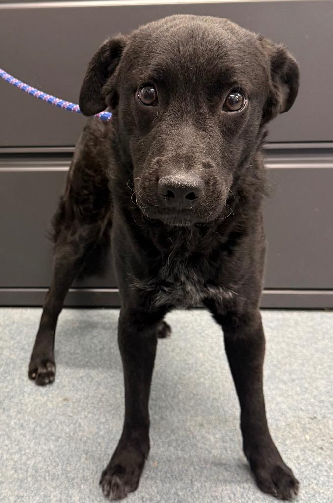 Enlarge Tatum, a Adopted mixed breed in Sapulpa, OK image 1/1