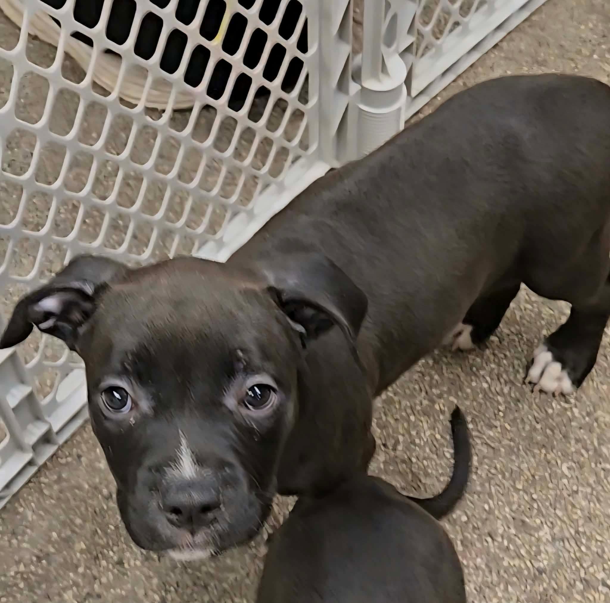 Enlarge Sally, a ADOPTABLE mixed breed in North Olmsted, OH image 2/4