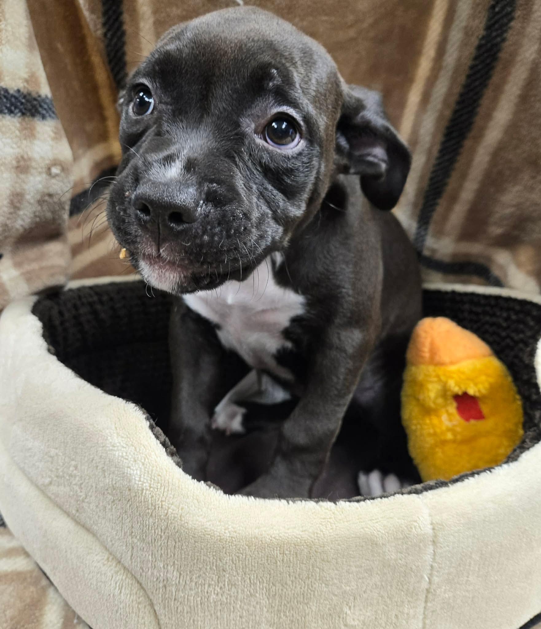 Sally, ADOPTABLE, Puppy Female American Staffordshire Terrier & Cane Corso.