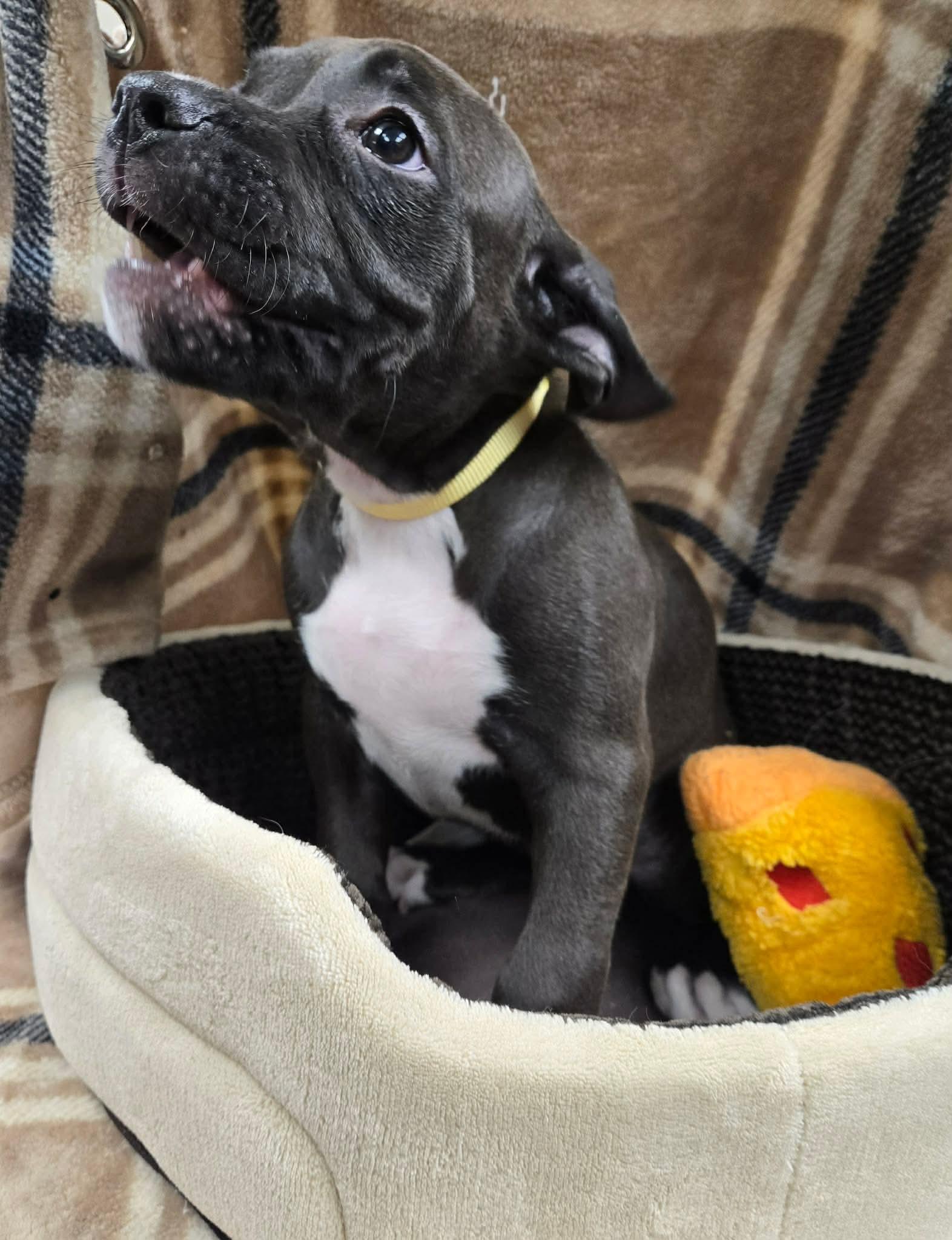 Enlarge Sally, a ADOPTABLE mixed breed in North Olmsted, OH image 4/4