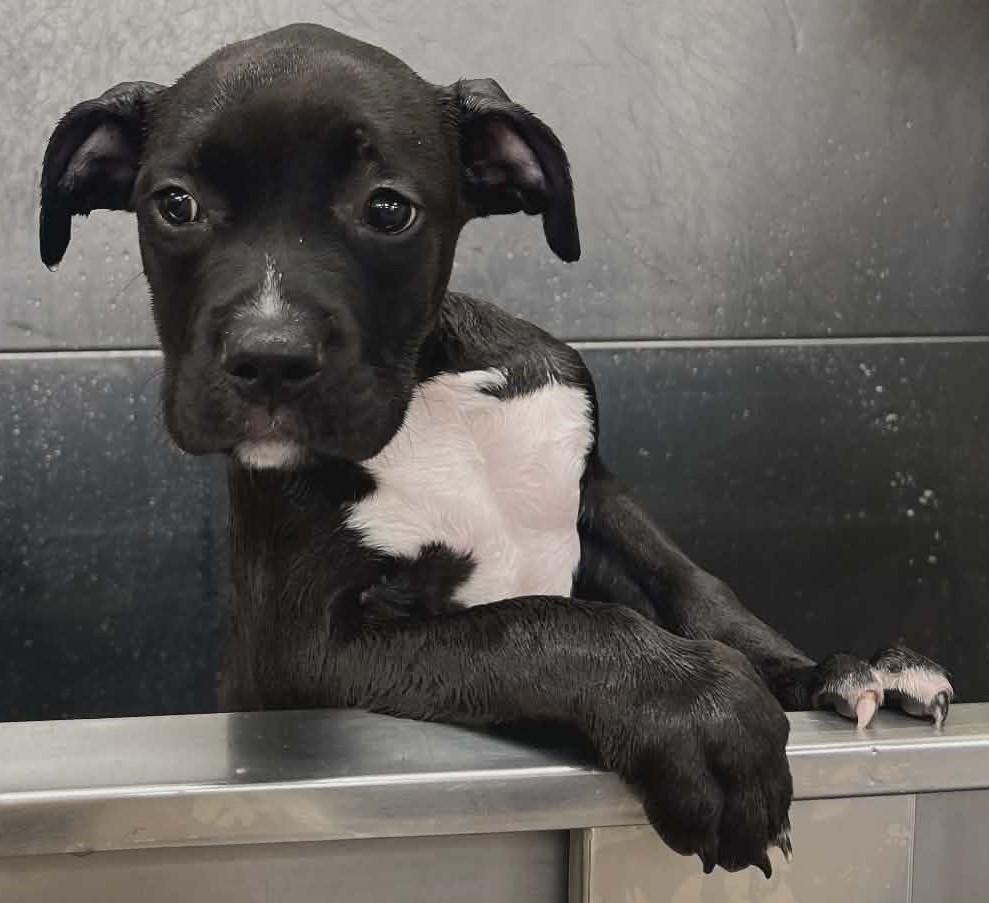 Sally, ADOPTABLE, Puppy Female Pit Bull Terrier & Cane Corso.