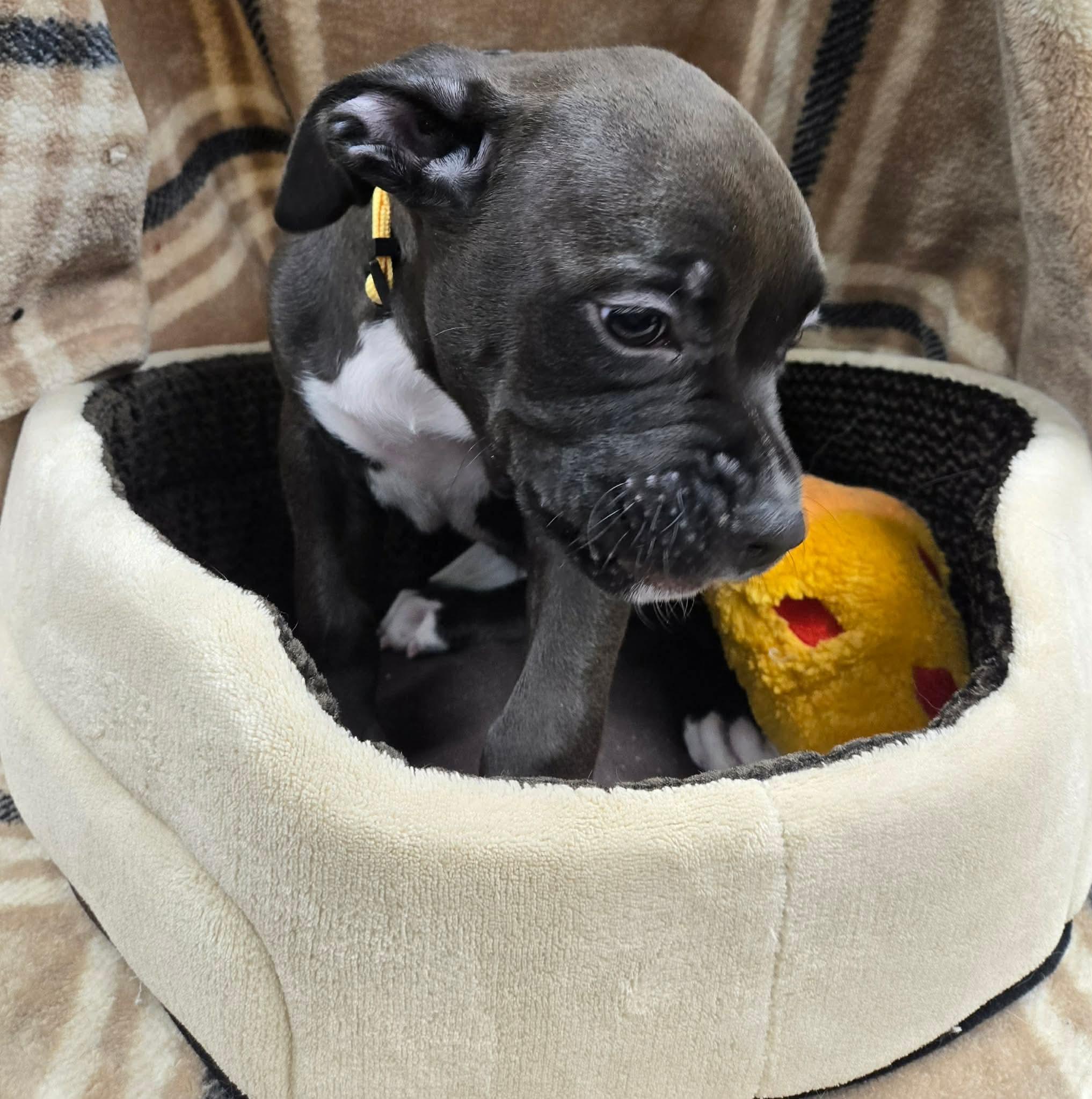 Enlarge Sally, a ADOPTABLE mixed breed in North Olmsted, OH image 3/4