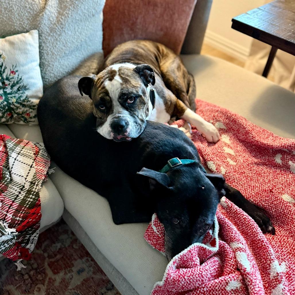 Enlarge Dottie, a Adoptable American Bulldog in Dallas, TX image 1/6