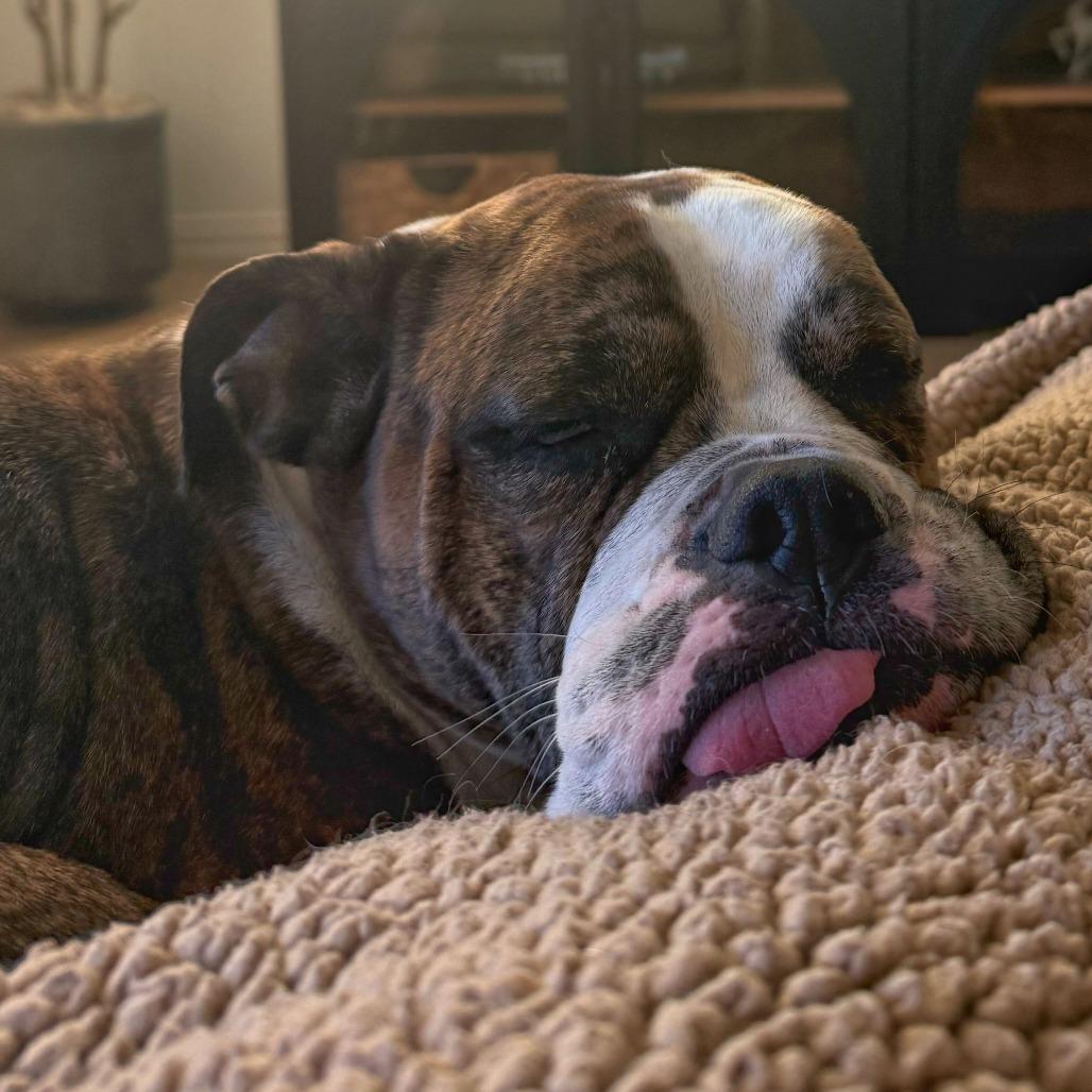 Dottie, Adoptable, Adult Female American Bulldog.