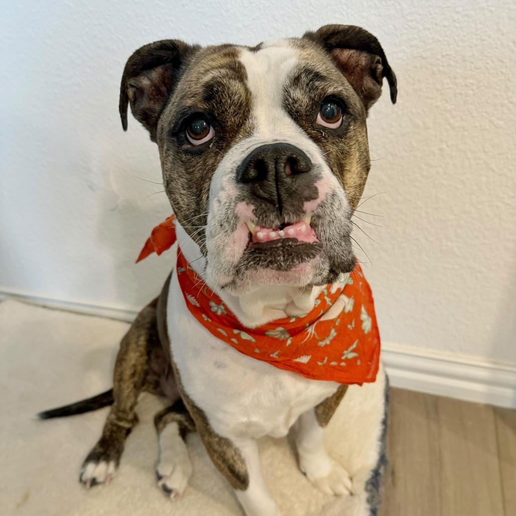 Dottie, a Adoptable American Bulldog in Dallas, TX image 2/6