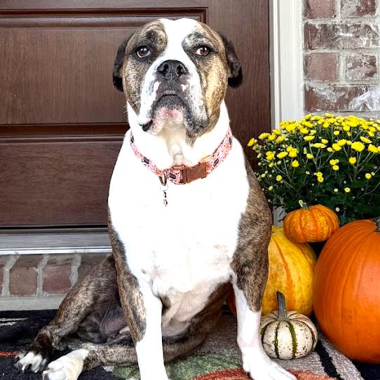 Dottie, a Adoptable American Bulldog in Dallas, TX image 3/6