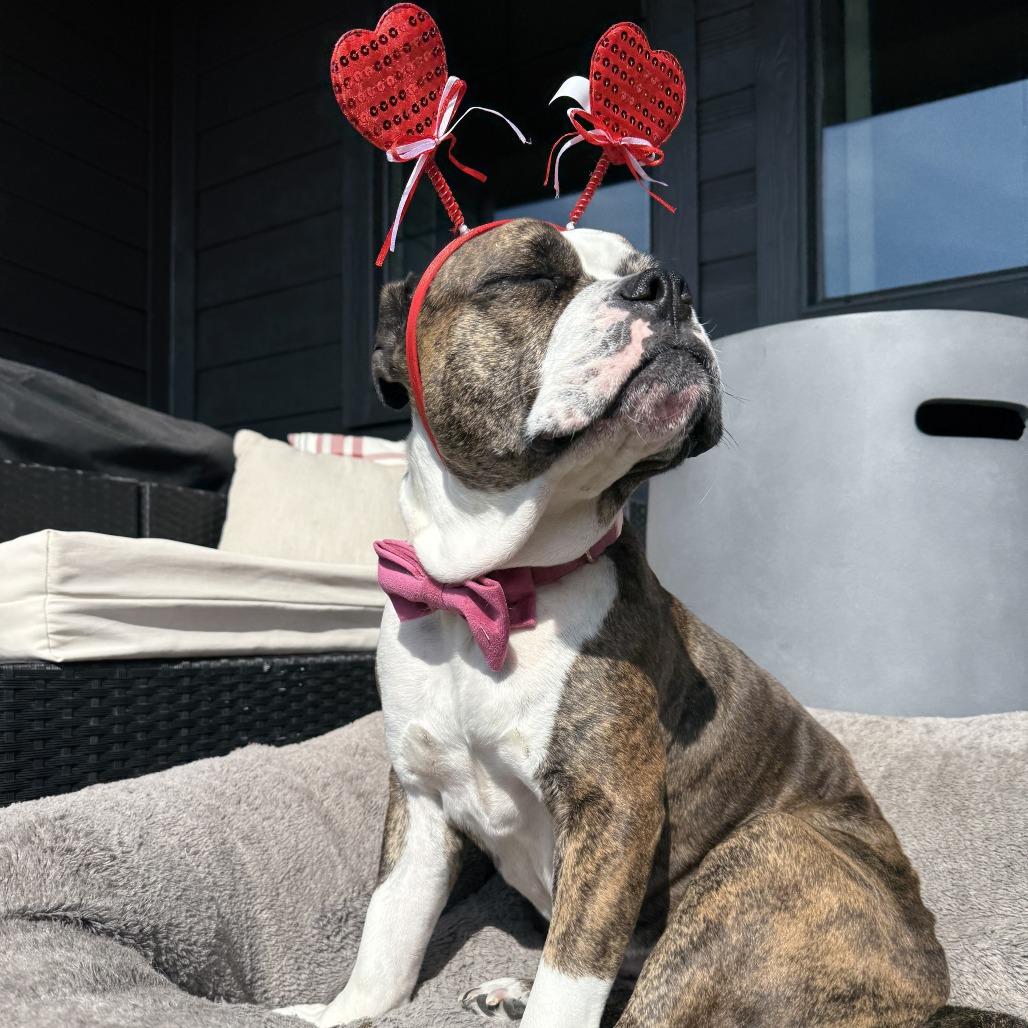 Enlarge Dottie, a Adoptable American Bulldog in Dallas, TX image 3/6