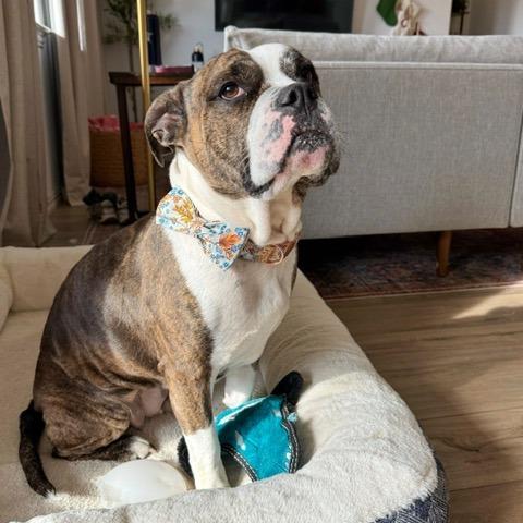 Dottie, a Adoptable American Bulldog in Dallas, TX image 5/6