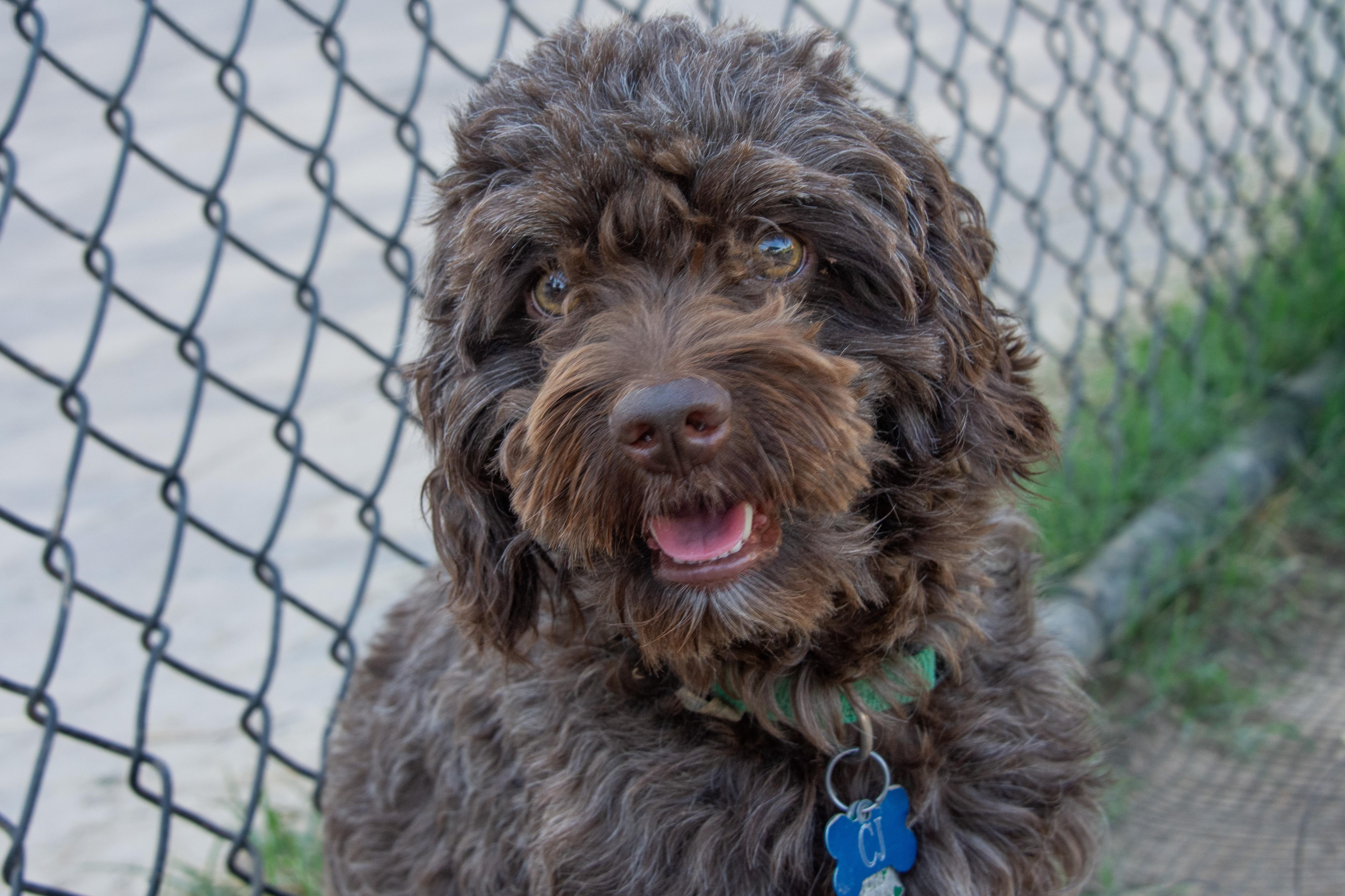 CJ, an adoptable Cockapoo in Richmond, TX, 77406 | Photo Image 1
