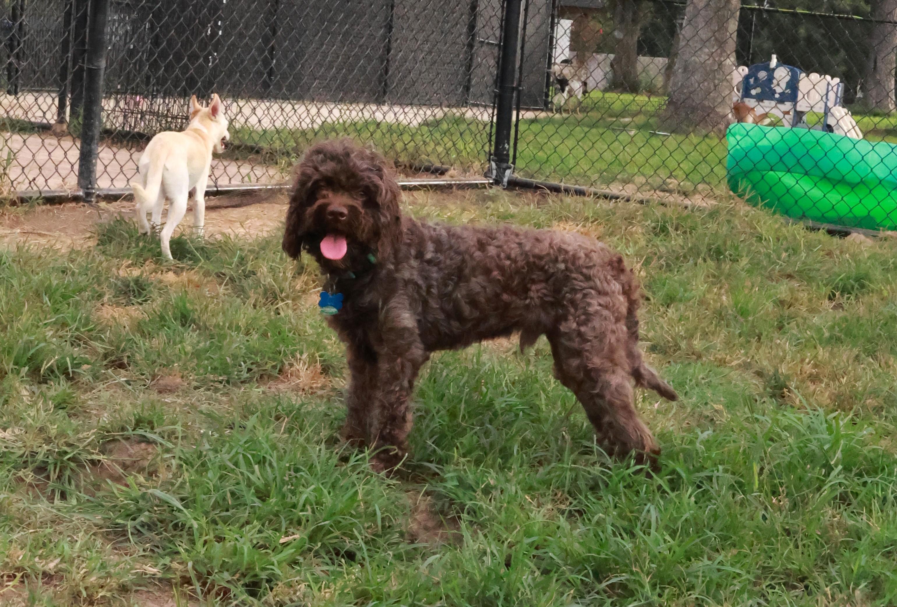 CJ, an adoptable Cockapoo in Richmond, TX, 77406 | Photo Image 2