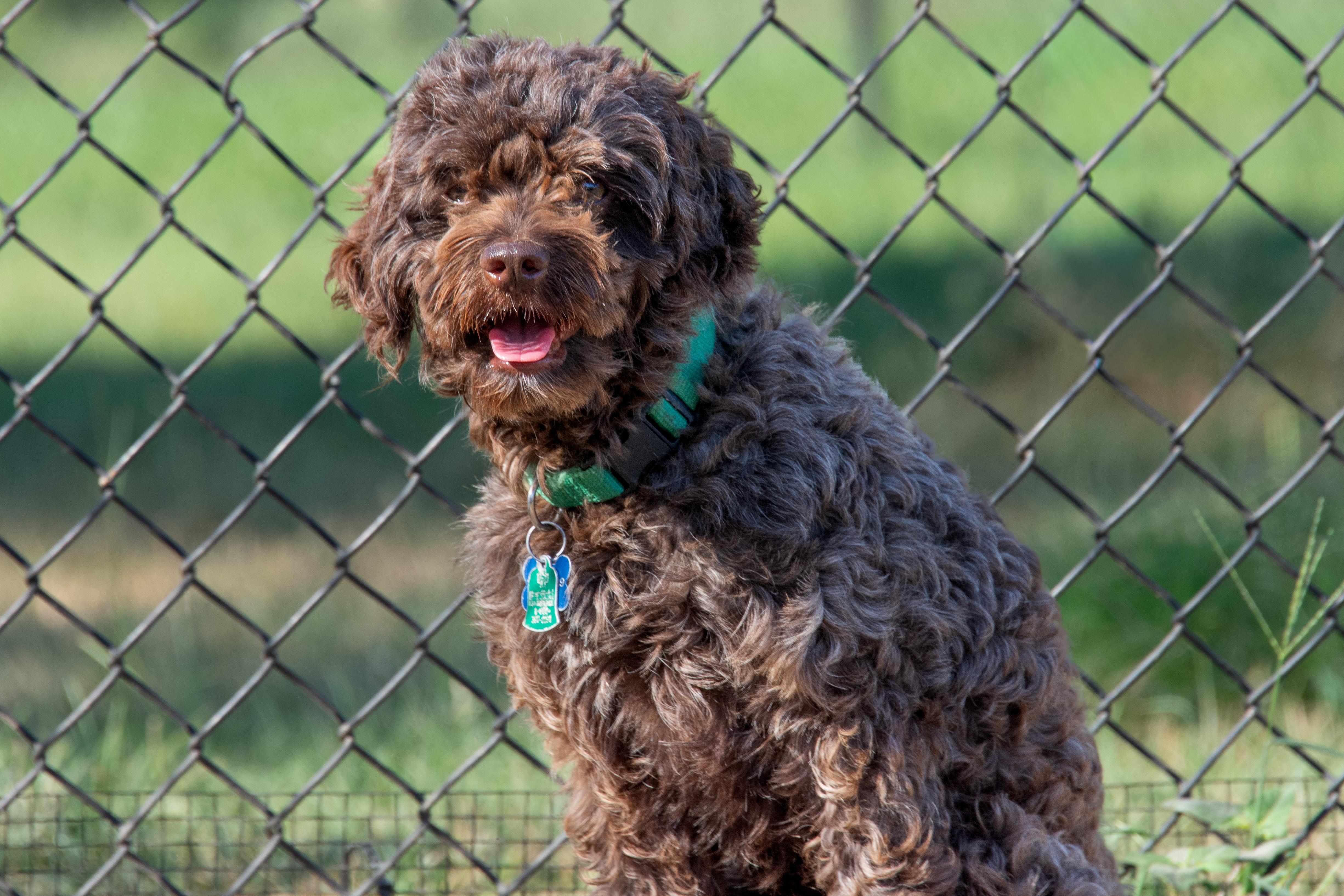 CJ, an adoptable Cockapoo in Richmond, TX, 77406 | Photo Image 3