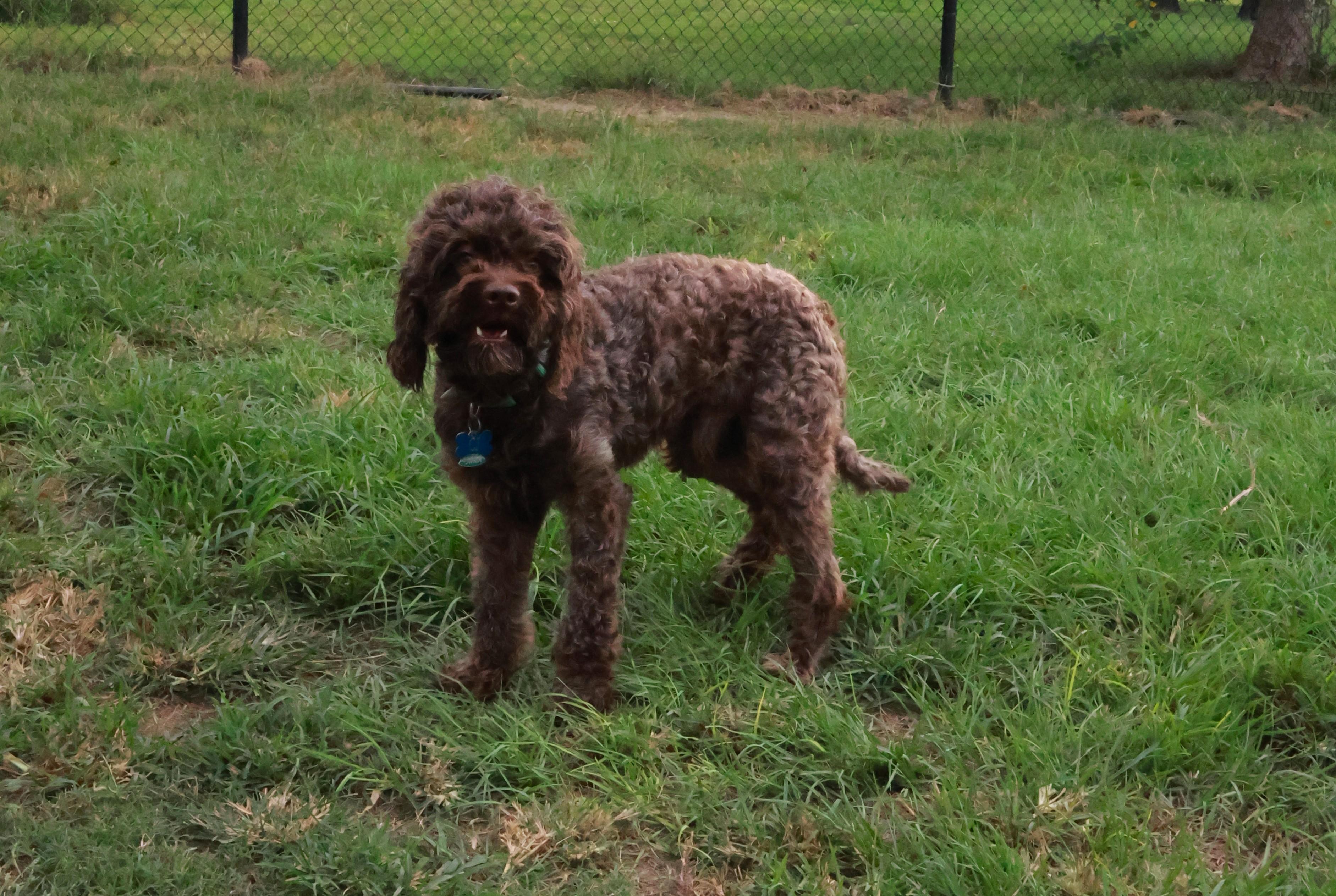 CJ, an adoptable Cockapoo in Richmond, TX, 77406 | Photo Image 4