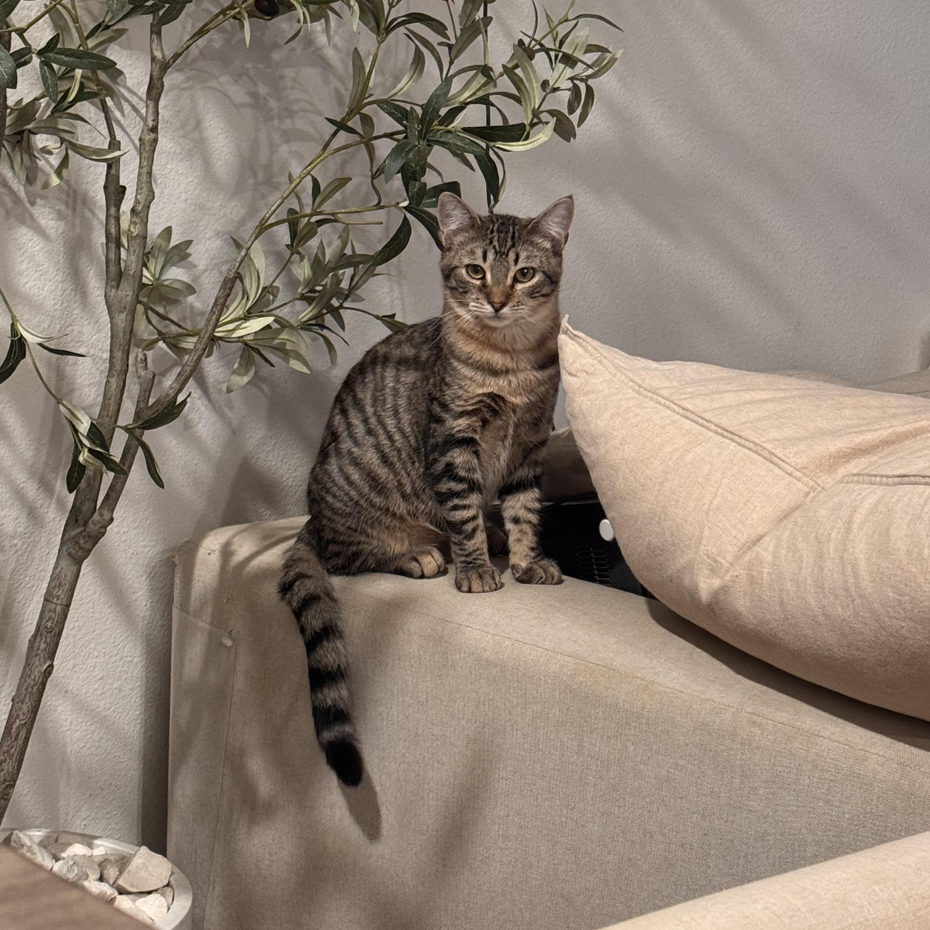 Floyd, a Adoptable Domestic Medium Hair in San Diego, CA image 1/4