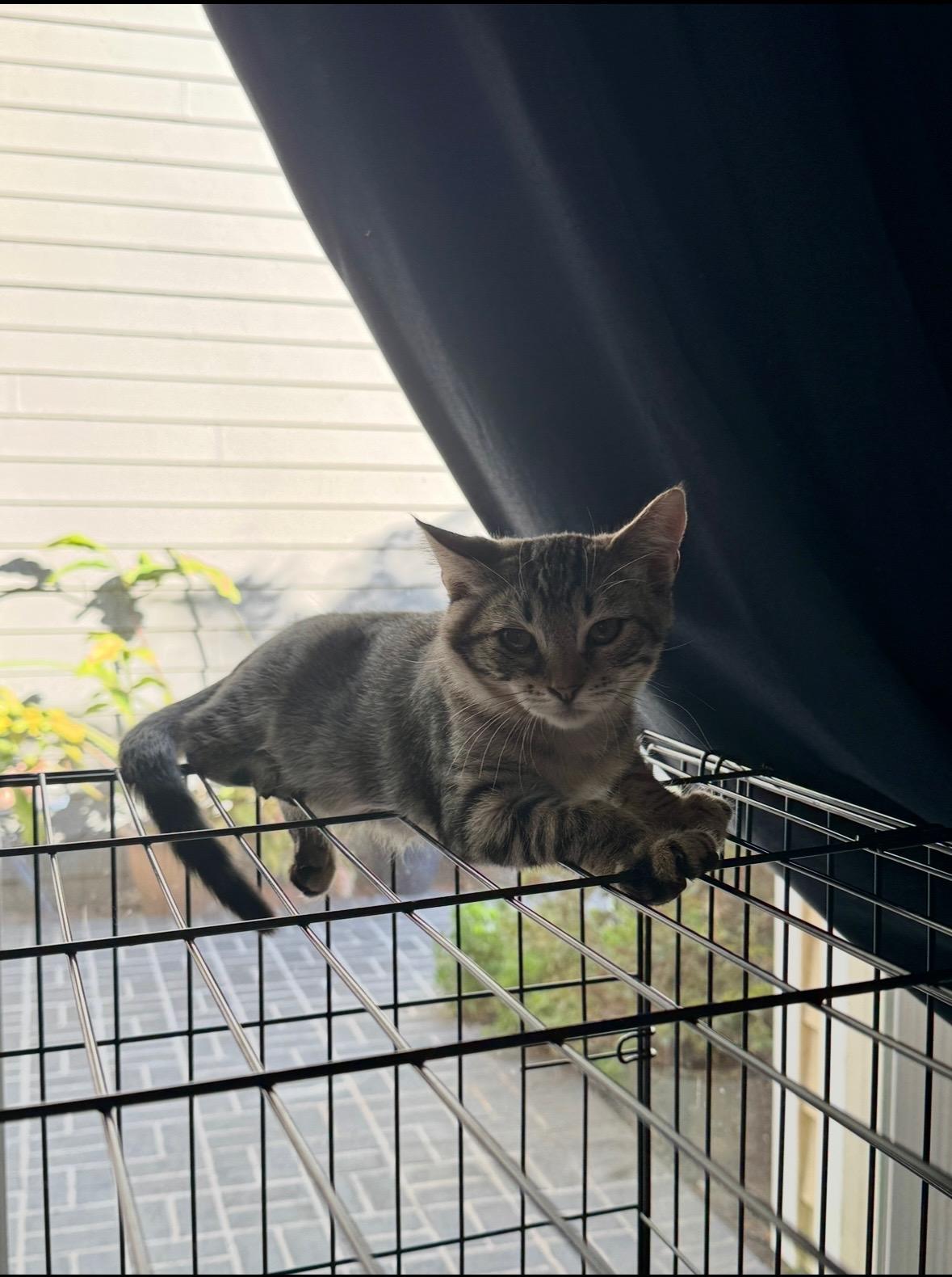 Floyd, a Adoptable Domestic Medium Hair in San Diego, CA image 3/4