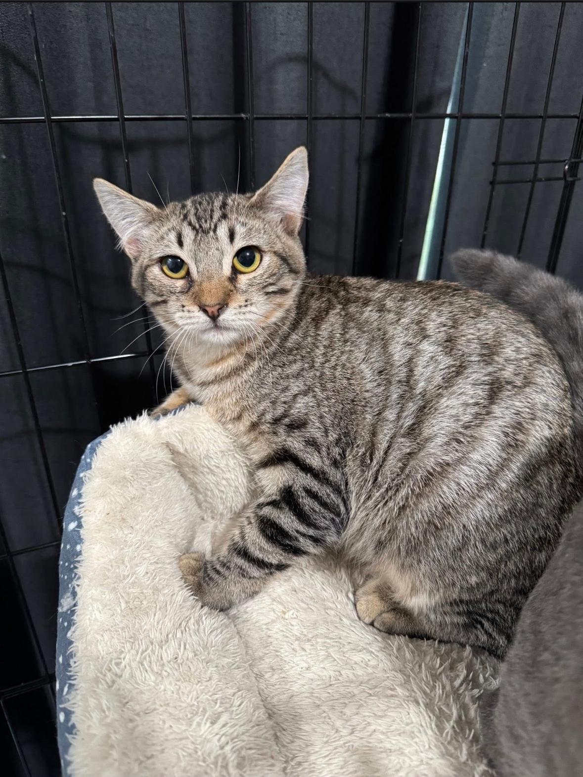 Floyd, a Adoptable Domestic Medium Hair in San Diego, CA image 4/4