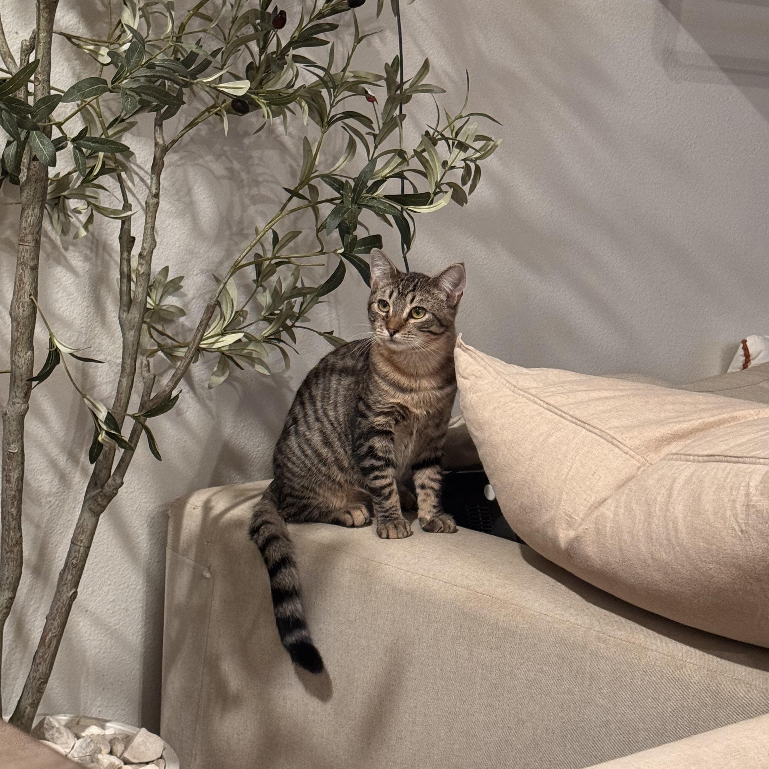 Floyd, a Adoptable Domestic Medium Hair in San Diego, CA image 2/4