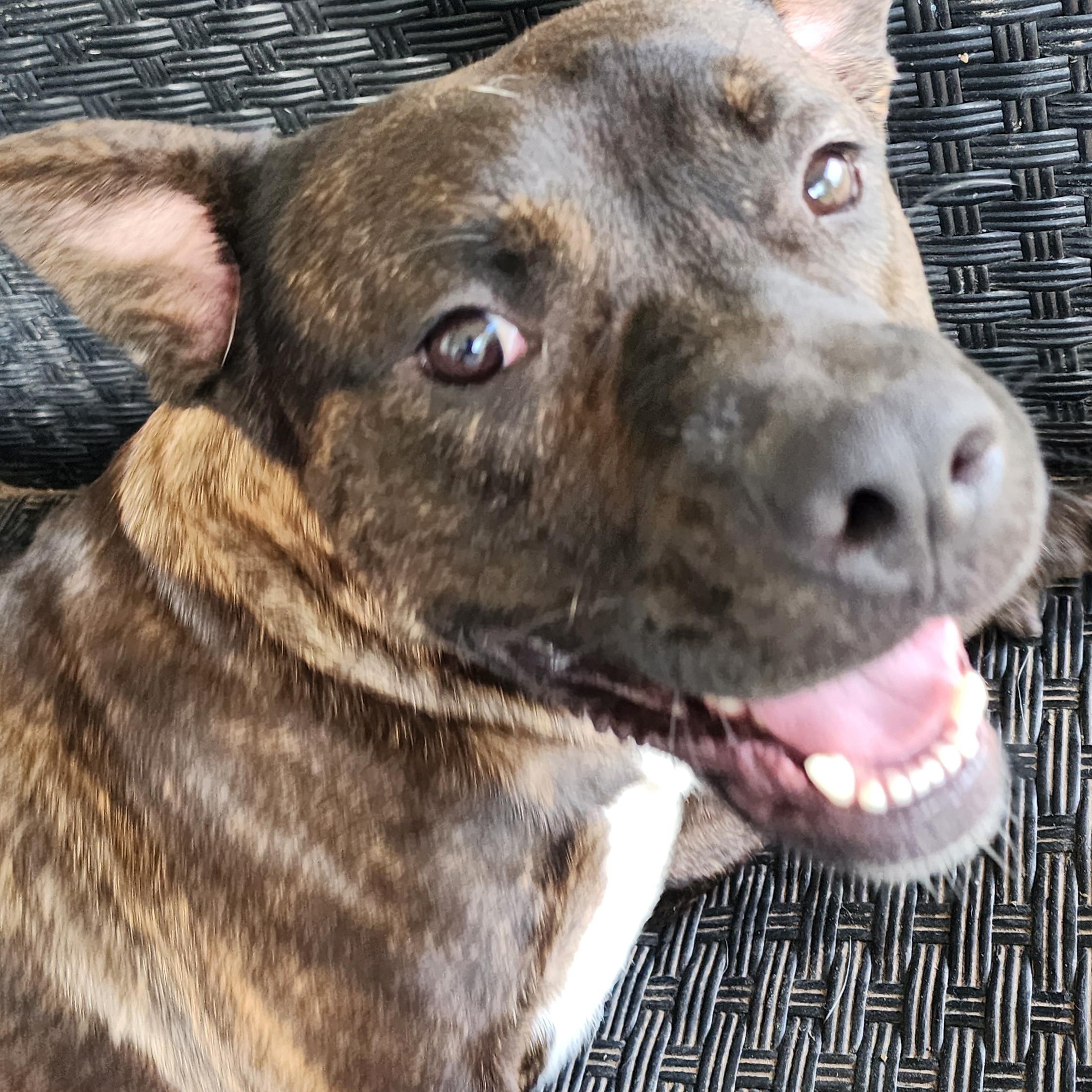 Prince, Adoptable, Adult Male Pit Bull Terrier.