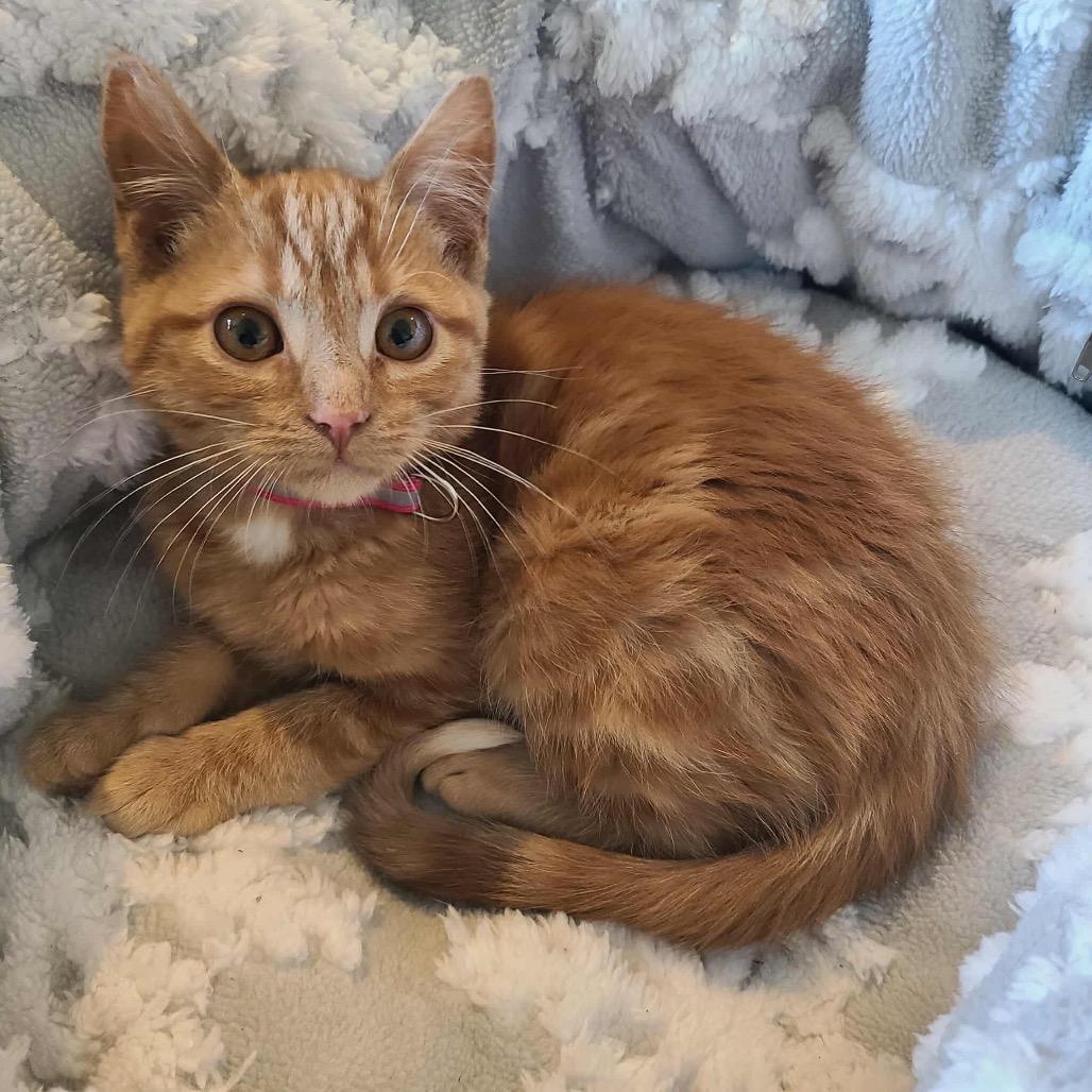 Mocha, adopted, Kitten Female Domestic Short Hair.