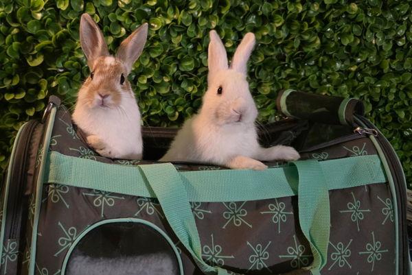 Enlarge Juju & Lulu, a Adoptable mixed breed in Novato, CA image 1/6