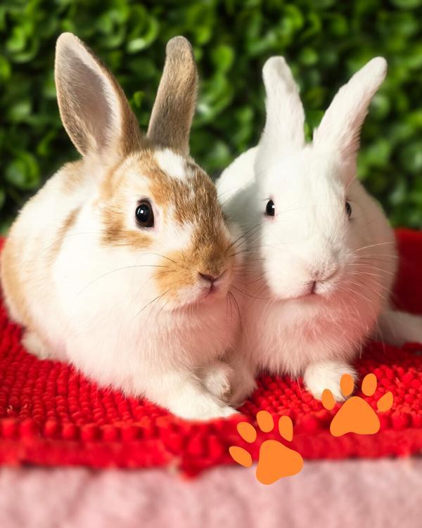 Enlarge Juju & Lulu, a Adoptable mixed breed in Novato, CA image 2/6