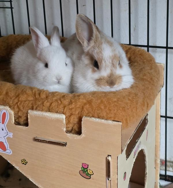 Enlarge Juju & Lulu, a Adoptable mixed breed in Novato, CA image 3/6