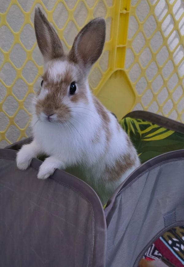 Enlarge Juju & Lulu, a Adoptable mixed breed in Novato, CA image 4/6