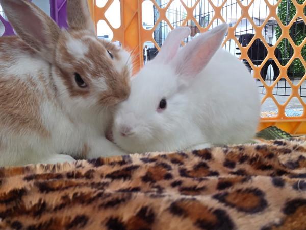 Enlarge Juju & Lulu, a Adoptable mixed breed in Novato, CA image 5/6