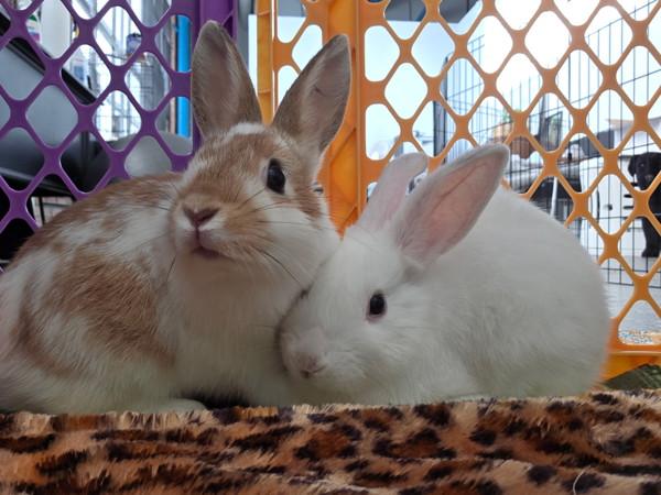 Enlarge Juju & Lulu, a Adoptable mixed breed in Novato, CA image 6/6