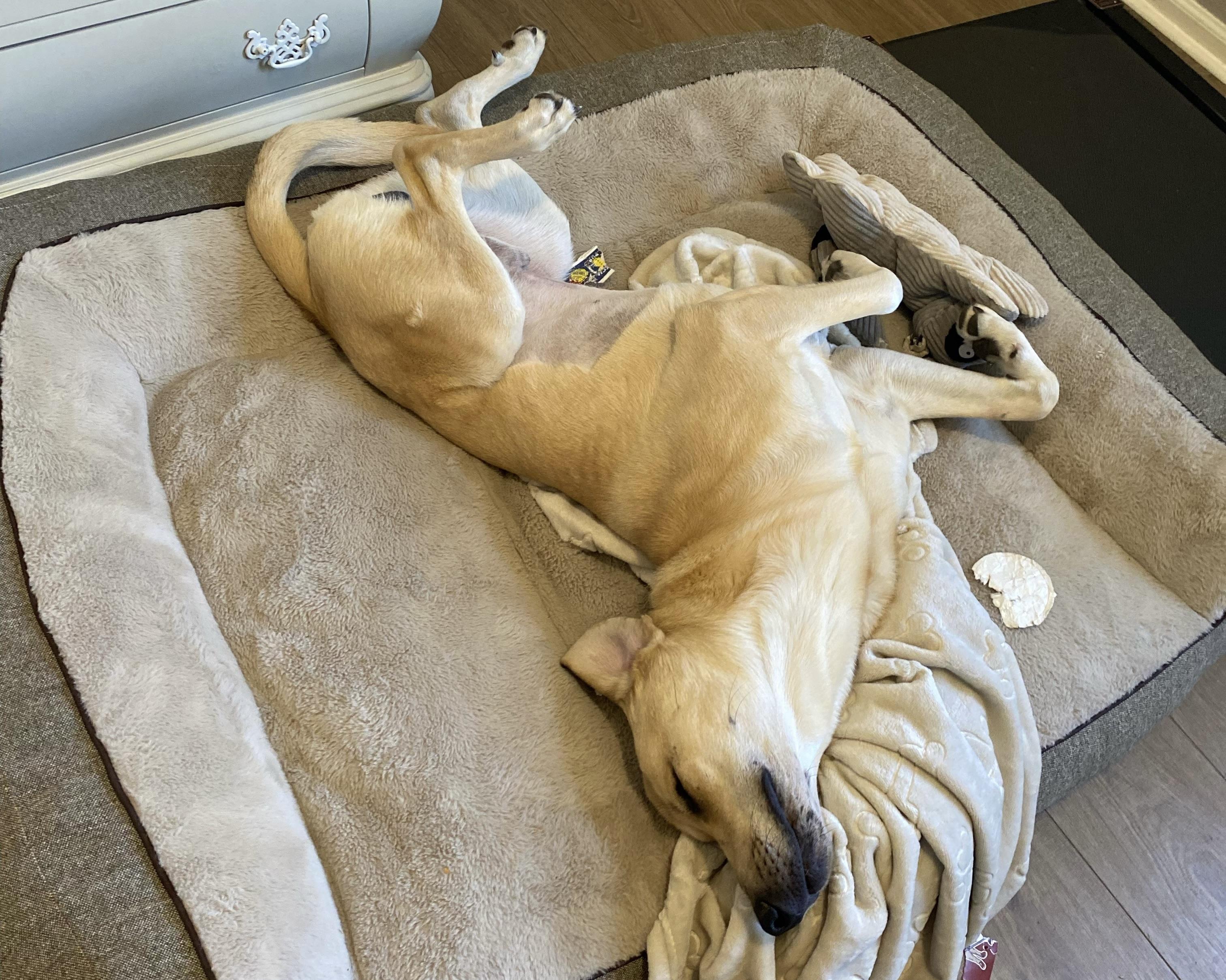 Enlarge Milo, a ADOPTABLE Labrador Retriever in San Antonio, TX image 5/6