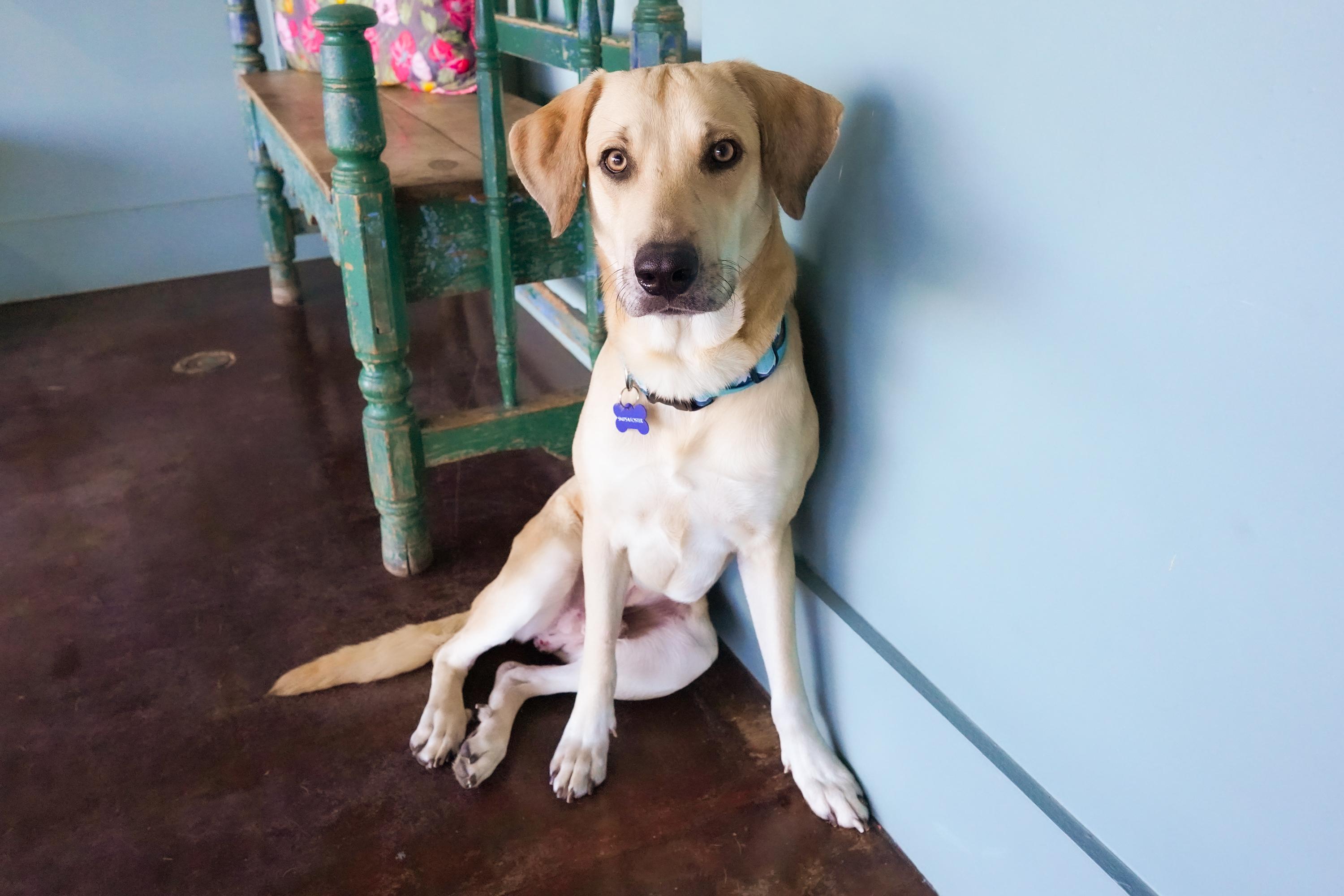 Enlarge Milo, a ADOPTABLE Labrador Retriever in San Antonio, TX image 3/6