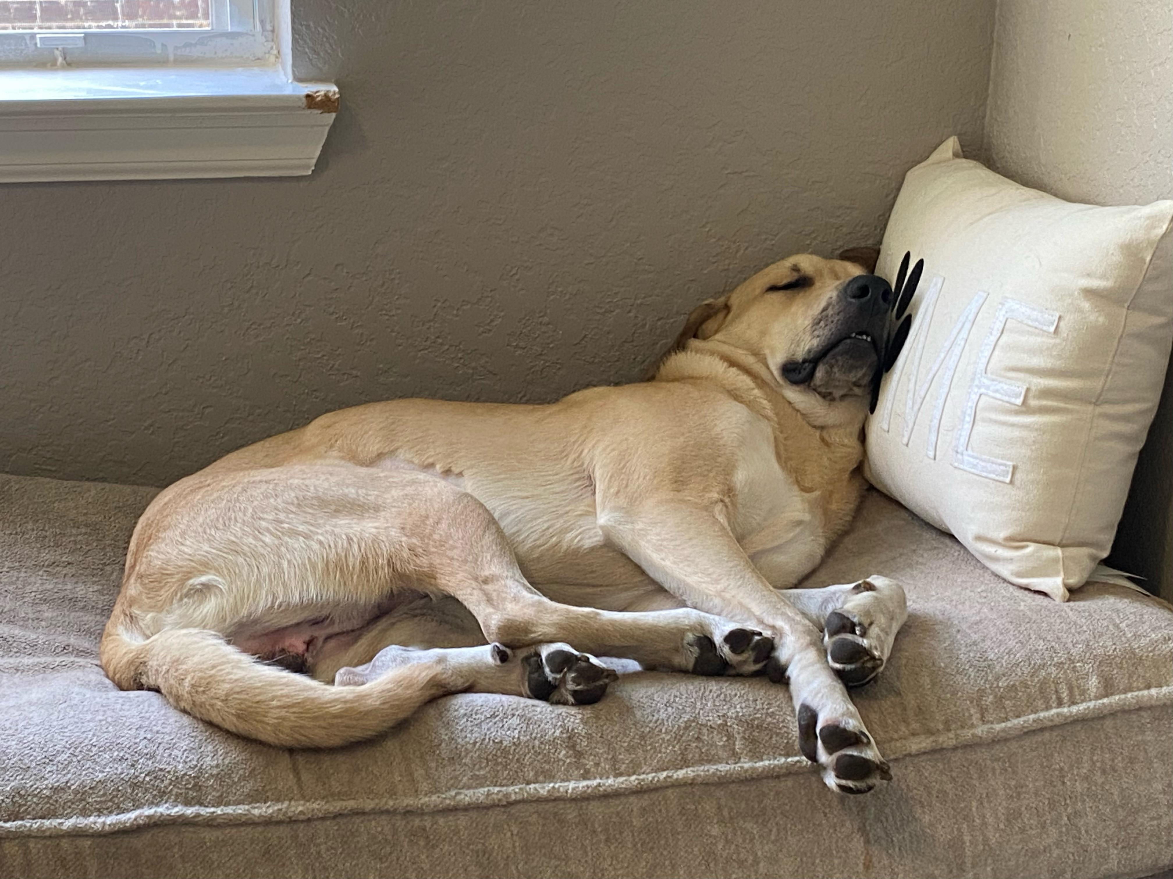 Enlarge Milo, a ADOPTABLE Labrador Retriever in San Antonio, TX image 4/6
