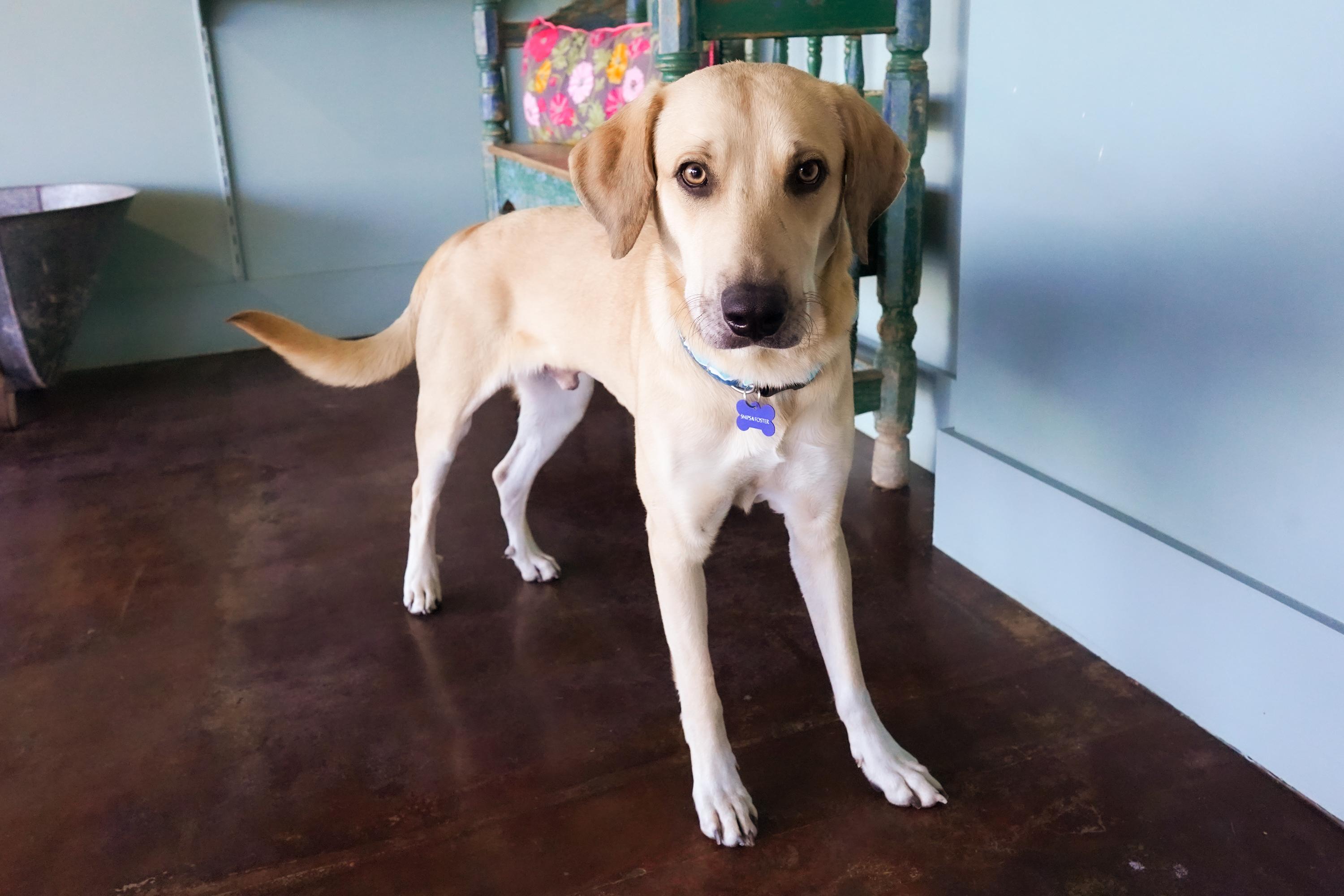 Milo, ADOPTABLE, Young Male Labrador Retriever.