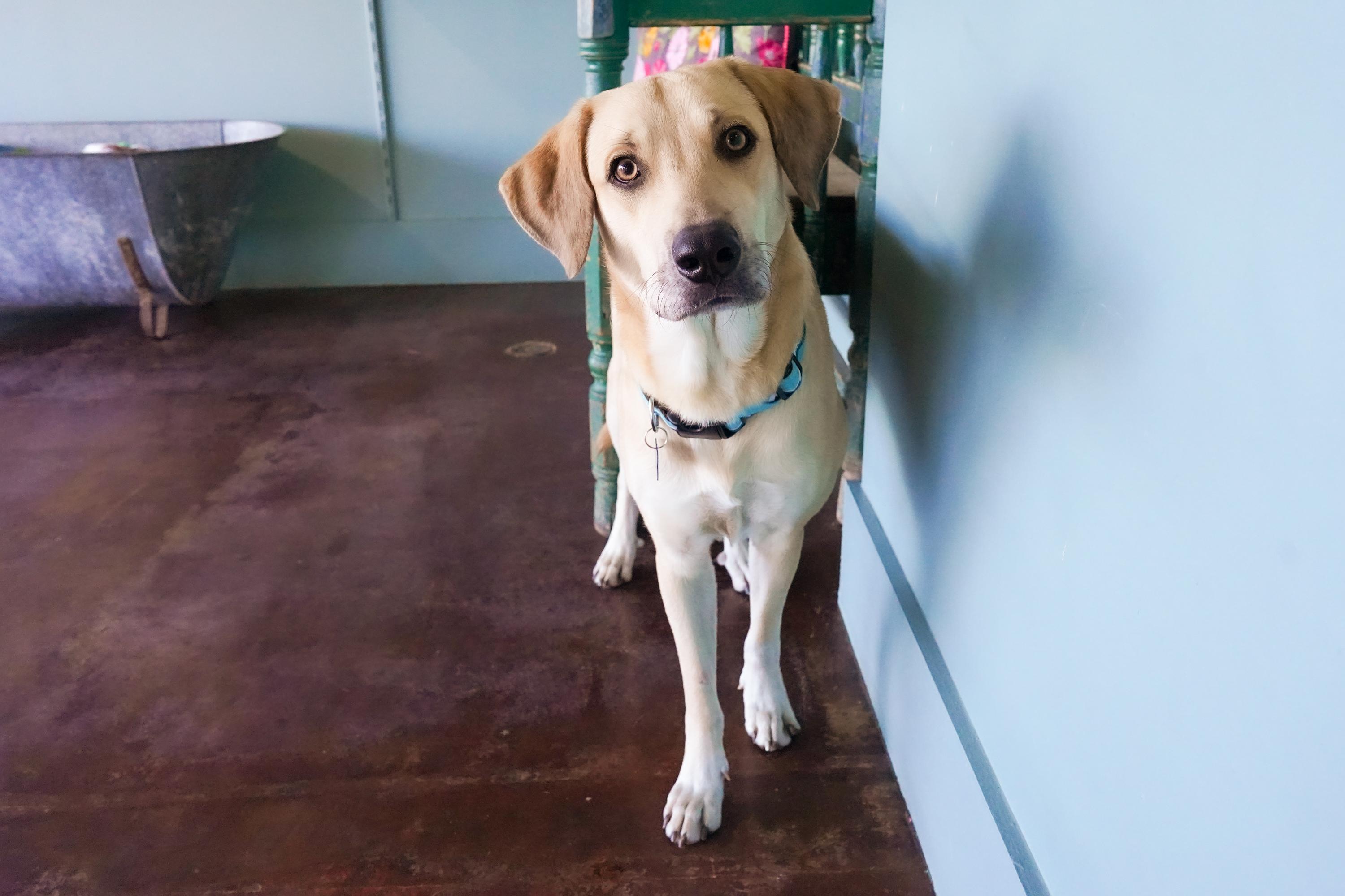Enlarge Milo, a ADOPTABLE Labrador Retriever in San Antonio, TX image 2/6