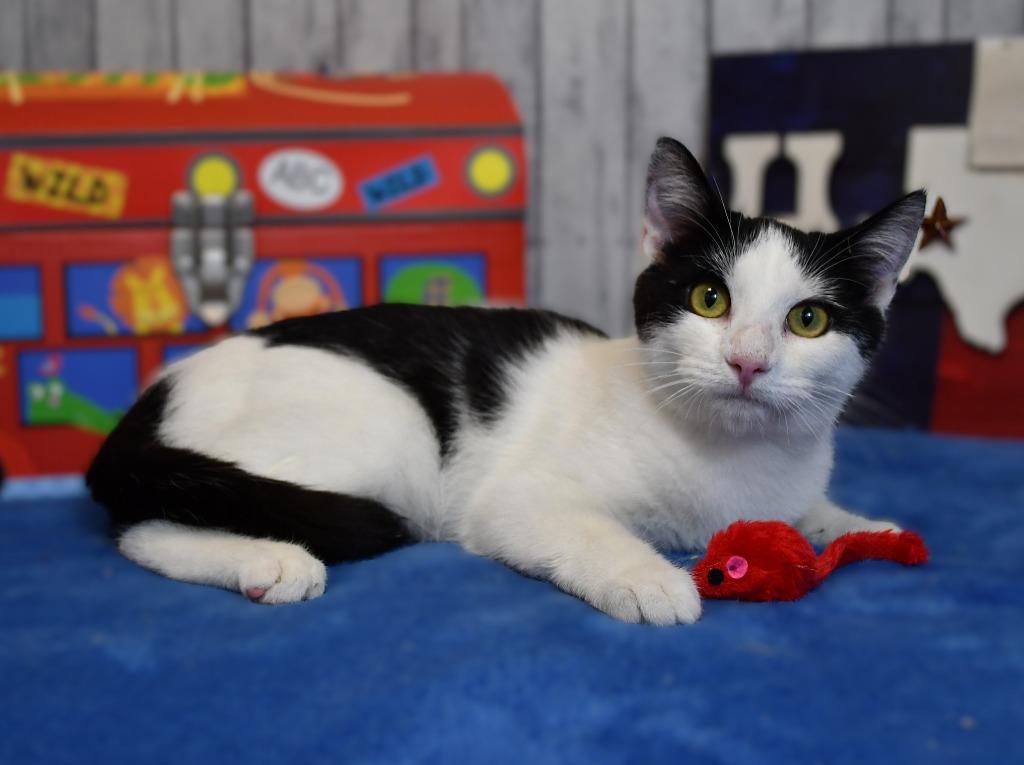 Enlarge Timmy, a Adoptable mixed breed in Roanoke, TX image 1/3