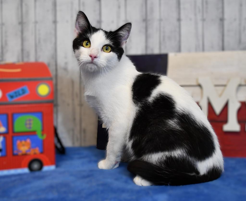 Enlarge Timmy, a Adoptable mixed breed in Roanoke, TX image 2/3