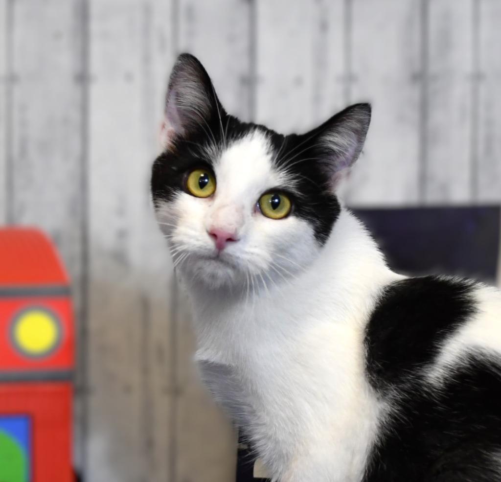 Enlarge Timmy, a Adoptable mixed breed in Roanoke, TX image 3/3