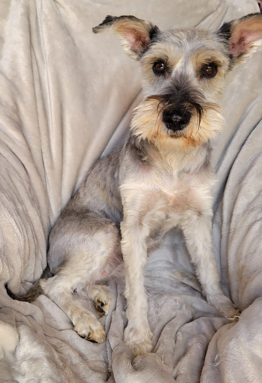 Enlarge Santina, a ADOPTABLE mixed breed in Sherwood, OR image 2/6